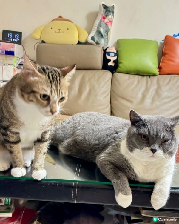 茶幾己被喵星人霸佔