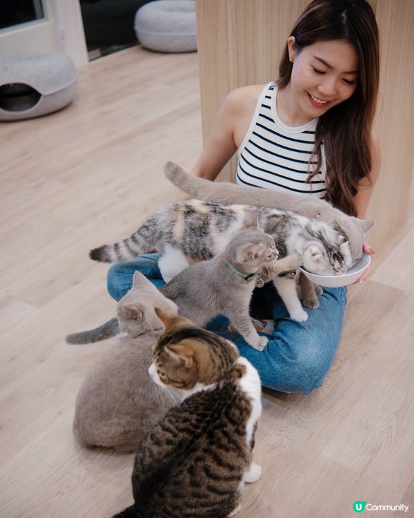 🐱‍👤貓奴必去！新開貓cafe 😻