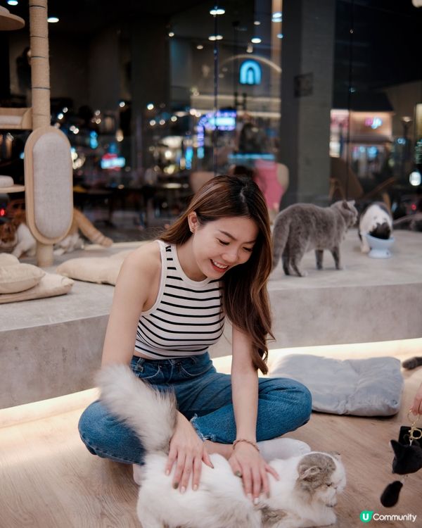 🐱‍👤貓奴必去！新開貓cafe 😻