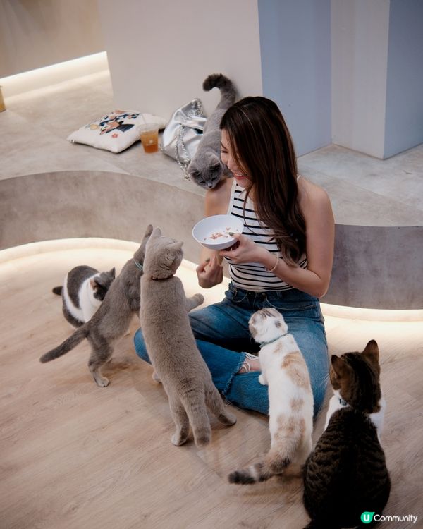 🐱‍👤貓奴必去！新開貓cafe 😻