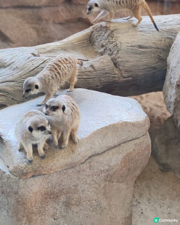 海洋公園小狐獴 😍