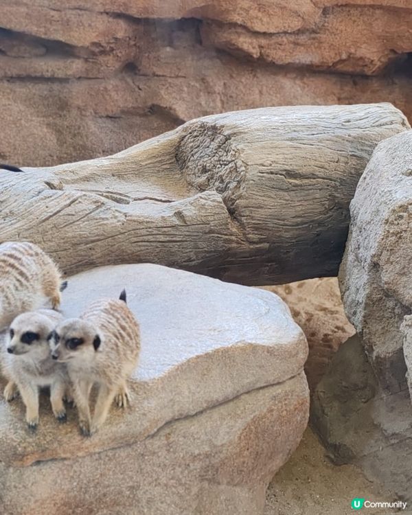 海洋公園小狐獴 😍