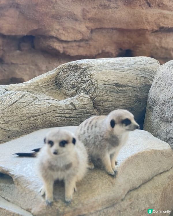 海洋公園小狐獴 😍