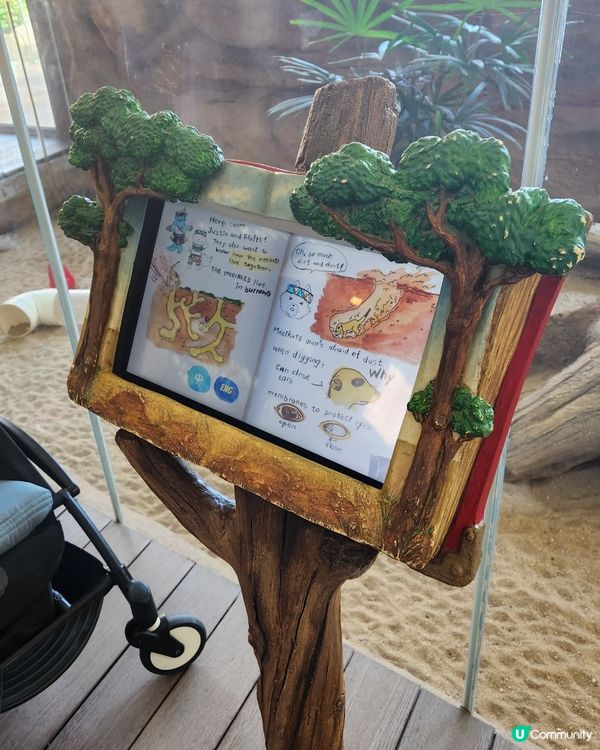 海洋公園小狐獴 😍