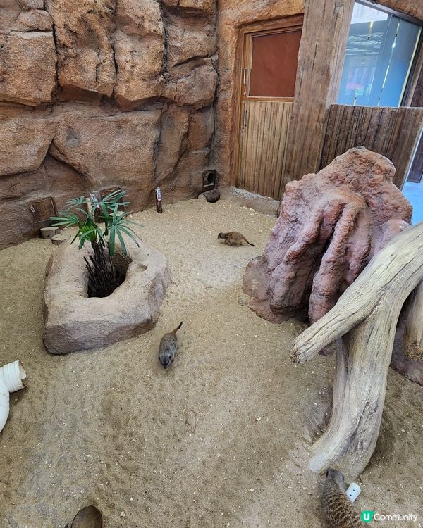 海洋公園小狐獴 😍