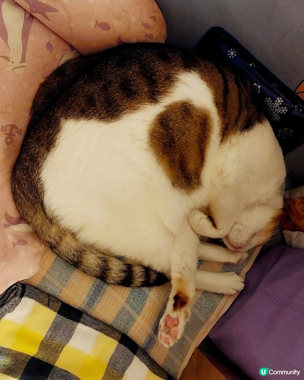 可愛貓頸鍊特別