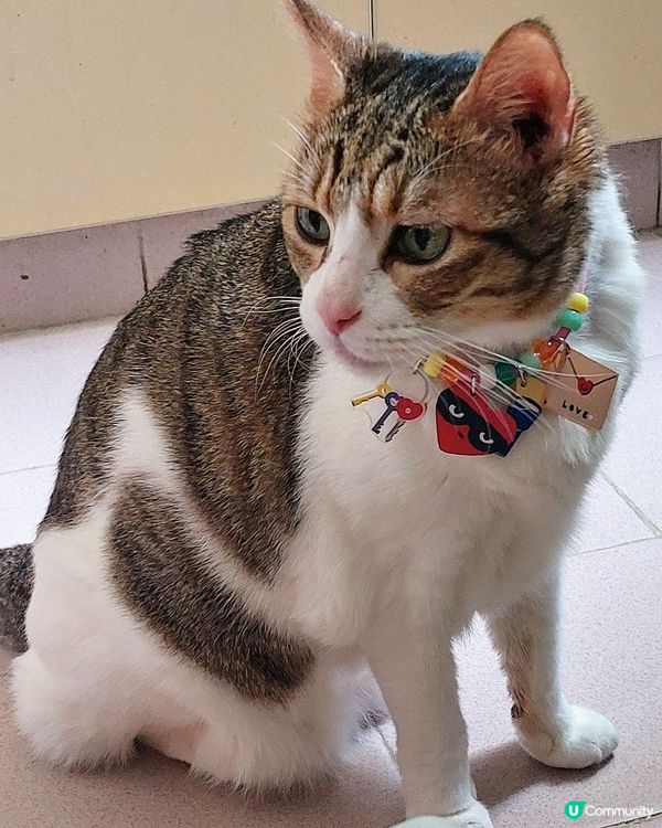 可愛貓頸鍊特別