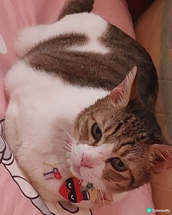 可愛貓頸鍊特別