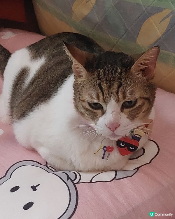 可愛貓頸鍊特別