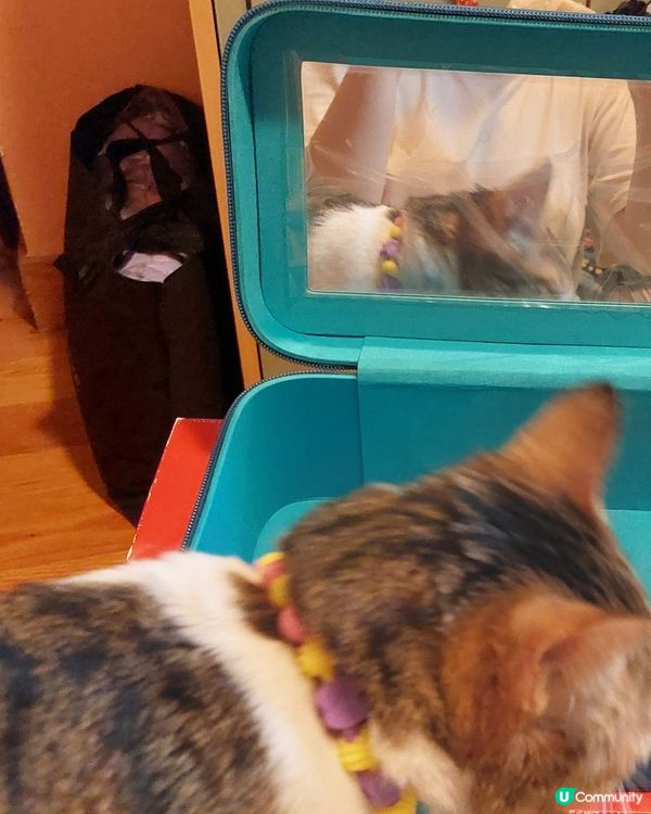 可愛貓頸鍊特別