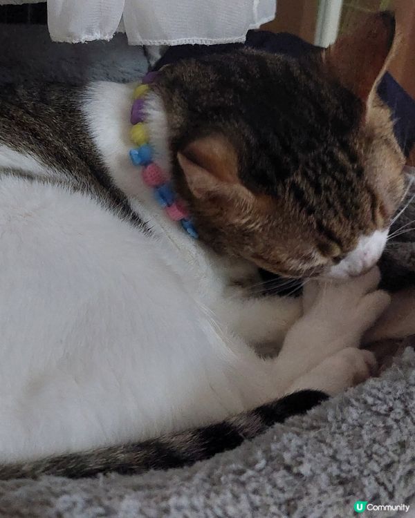 可愛貓頸鍊特別