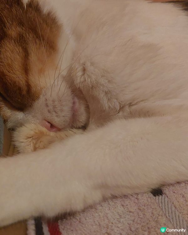 可愛貓頸鍊特別