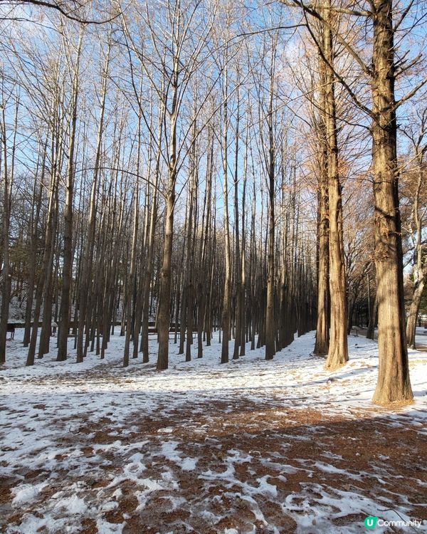 ## 韓國首爾林雪景打卡❄️超浪漫超有feel💜