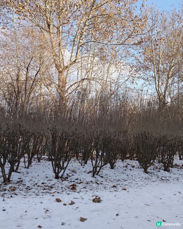 ## 韓國首爾林雪景打卡❄️超浪漫超有feel💜