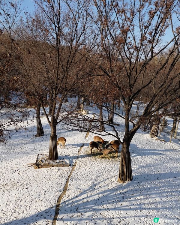 ## 韓國首爾林雪景打卡❄️超浪漫超有feel💜