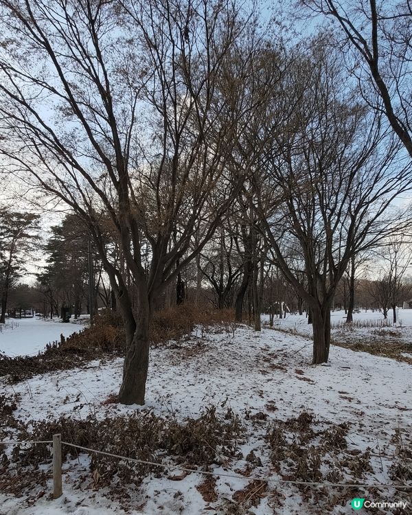 ## 韓國首爾林雪景打卡❄️超浪漫超有feel💜