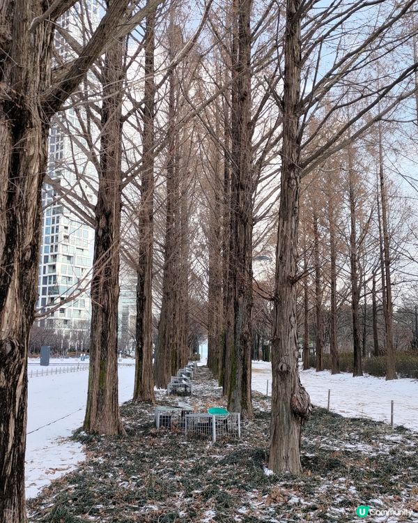 ## 韓國首爾林雪景打卡❄️超浪漫超有feel💜