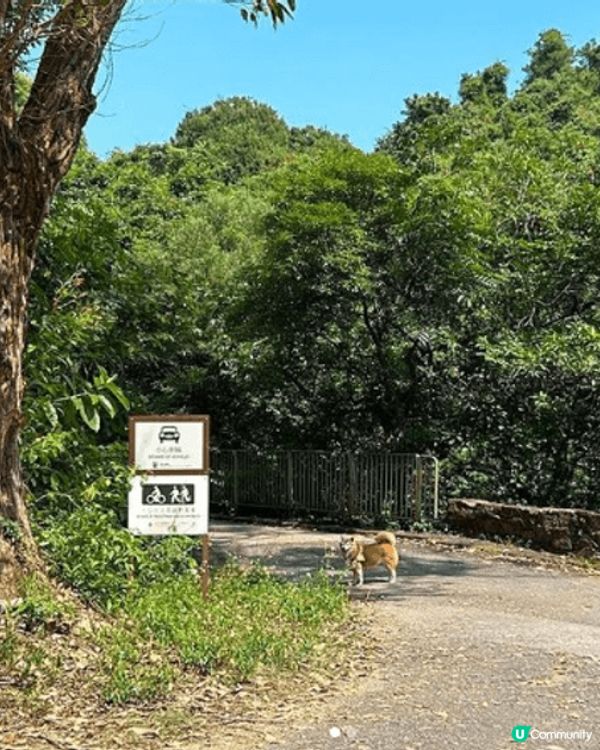 趁放假去河背水塘行下，景色優美又沓無人煙。近行程尾聲時，恰巧...