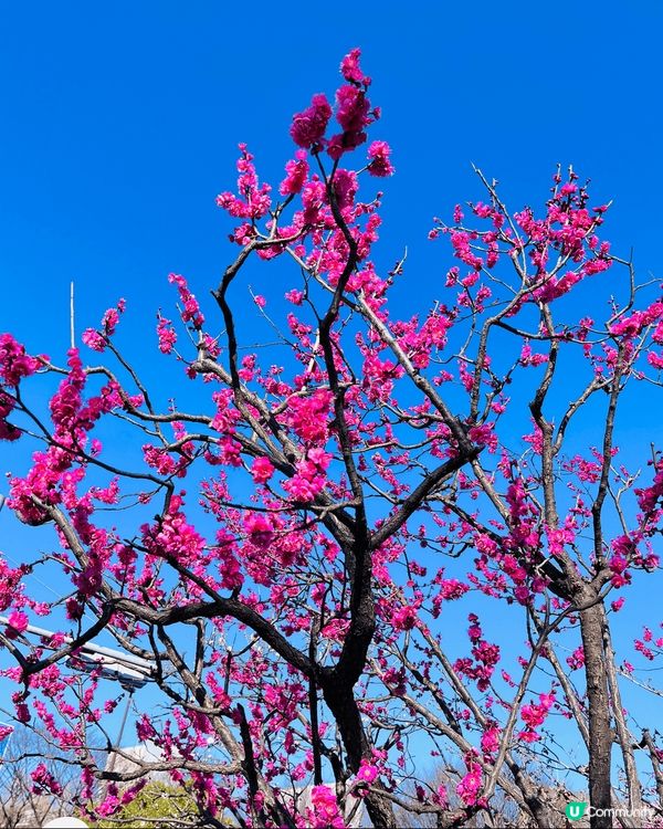 十月是一個不一樣的月份，我見証了香港的超級月亮（圖1），英國...