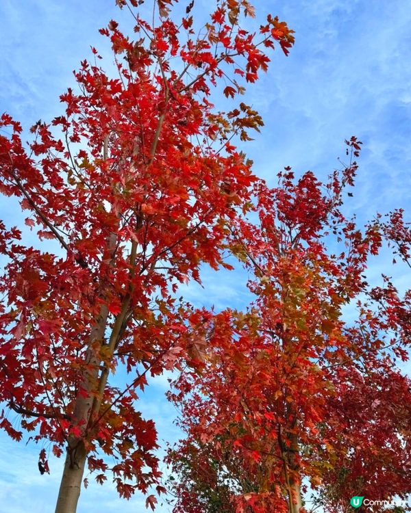 🍂🍂又到一年红葉時🍂🍂