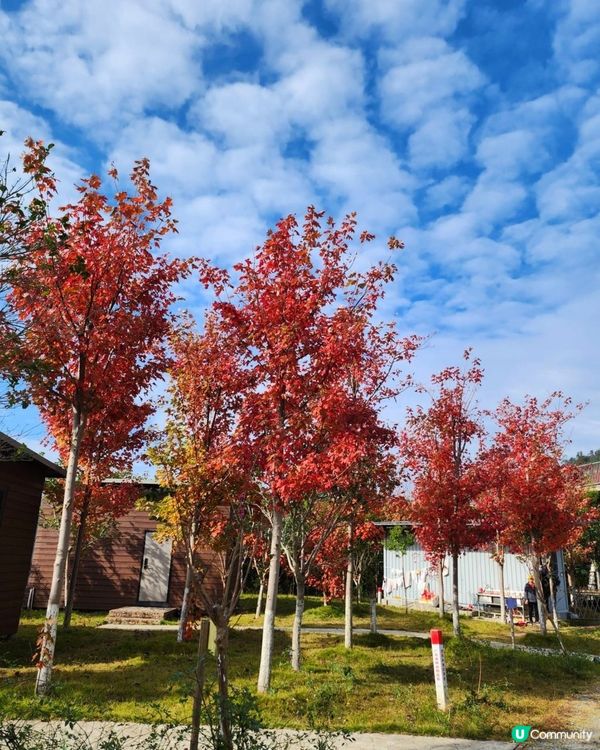 🍂🍂又到一年红葉時🍂🍂