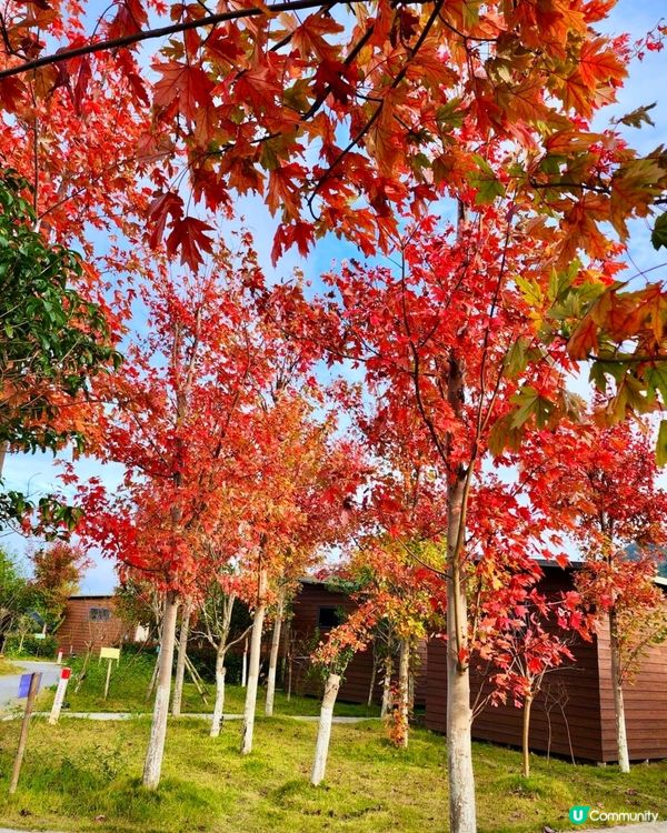 🍂🍂又到一年红葉時🍂🍂