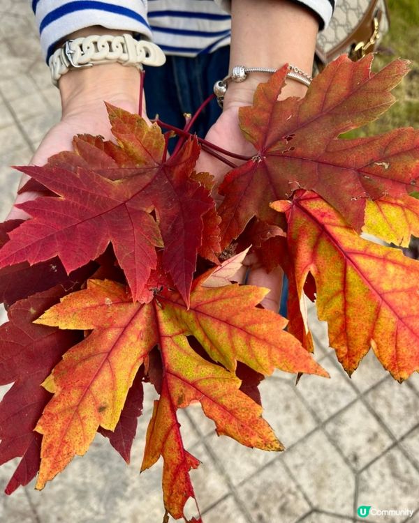 🍂🍂又到一年红葉時🍂🍂