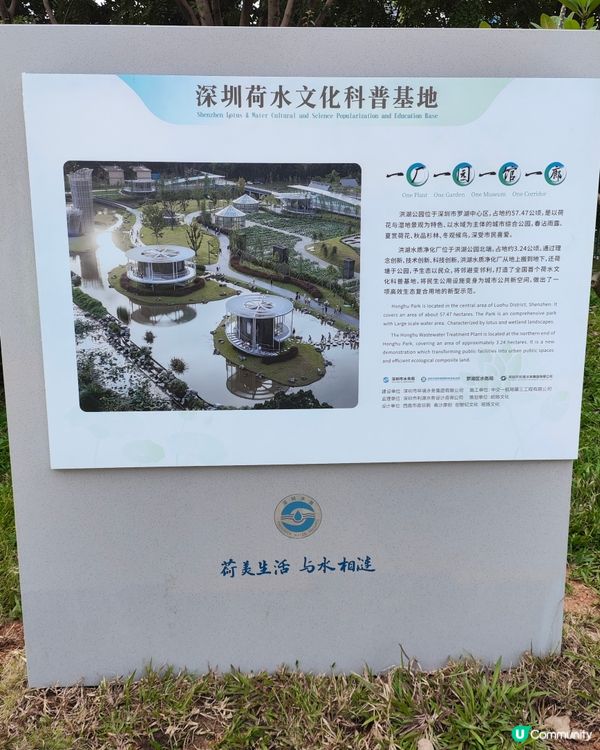 #深圳洪湖公園