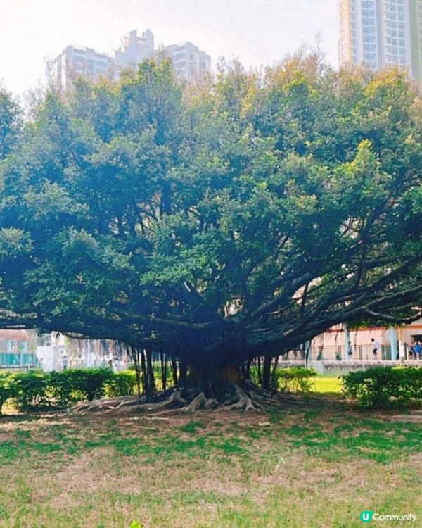 屯門輕鐵田景站有棵動漫感大樹，原來是地鐵範圍。多美食