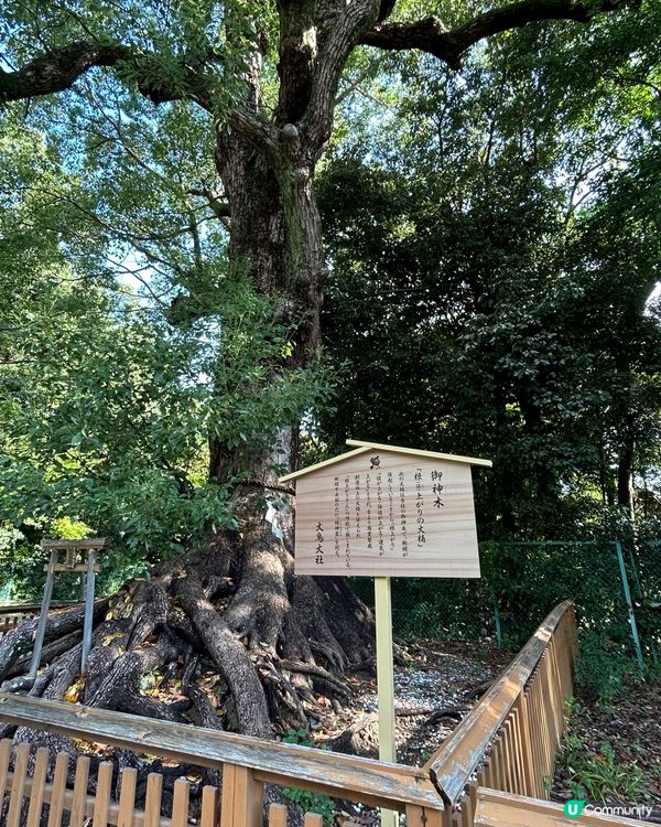 被譽為最美御守 — 大鳥大社