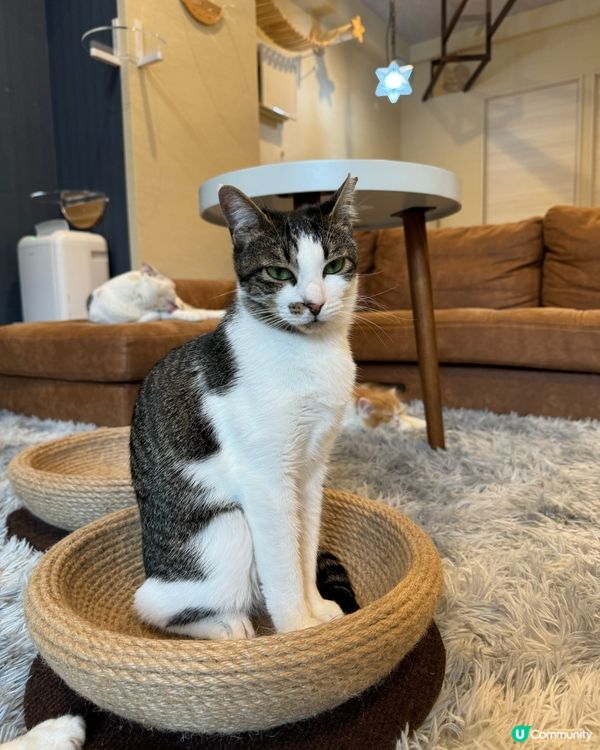 大阪三日月貓Cafe 