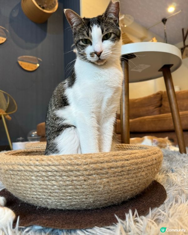 大阪三日月貓Cafe 