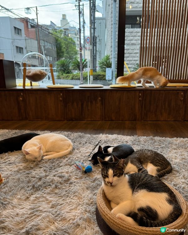 大阪三日月貓Cafe 