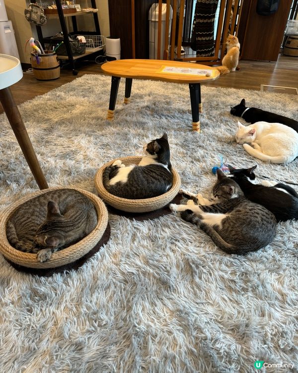 大阪三日月貓Cafe 