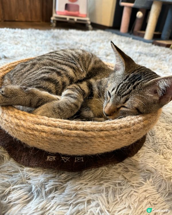 大阪三日月貓Cafe 