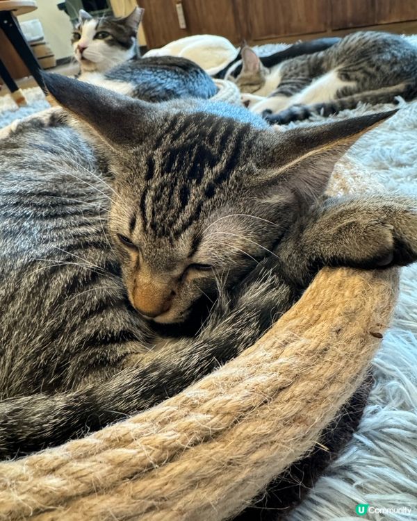 大阪三日月貓Cafe 