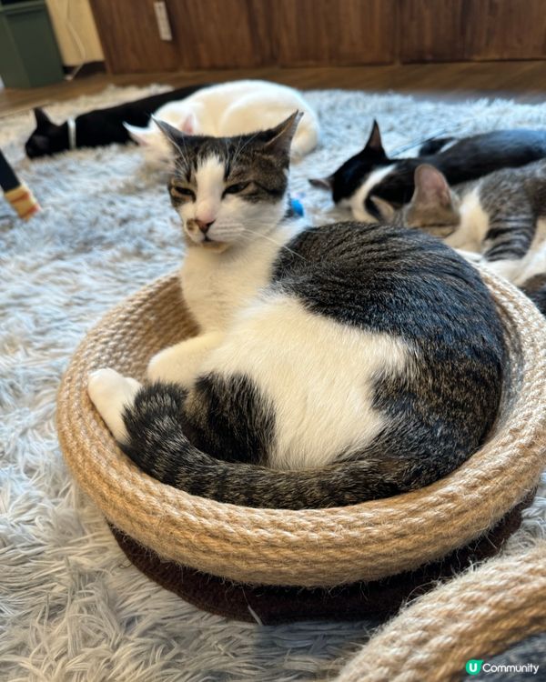 大阪三日月貓Cafe 