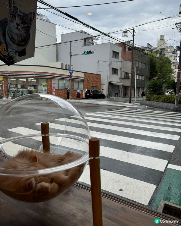 大阪三日月貓Cafe 