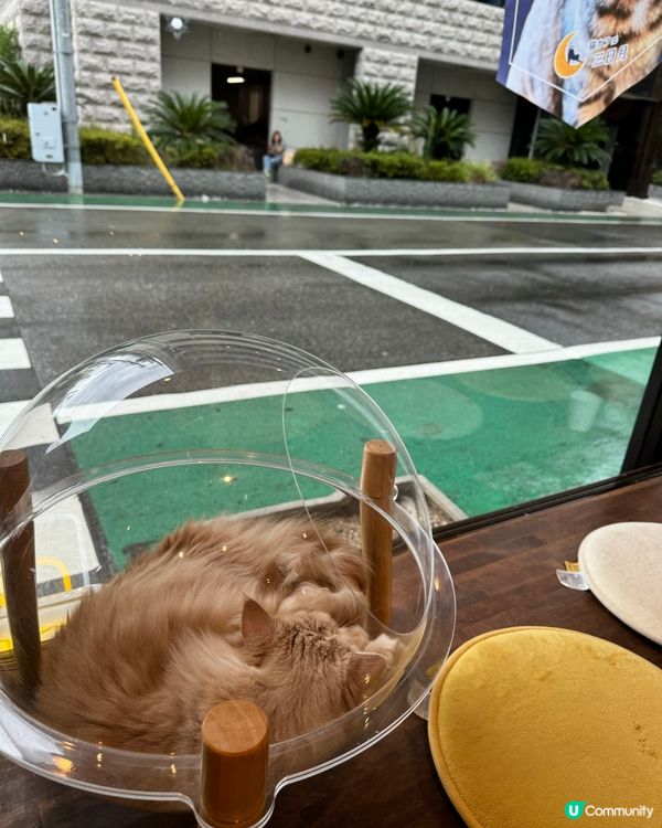 大阪三日月貓Cafe 