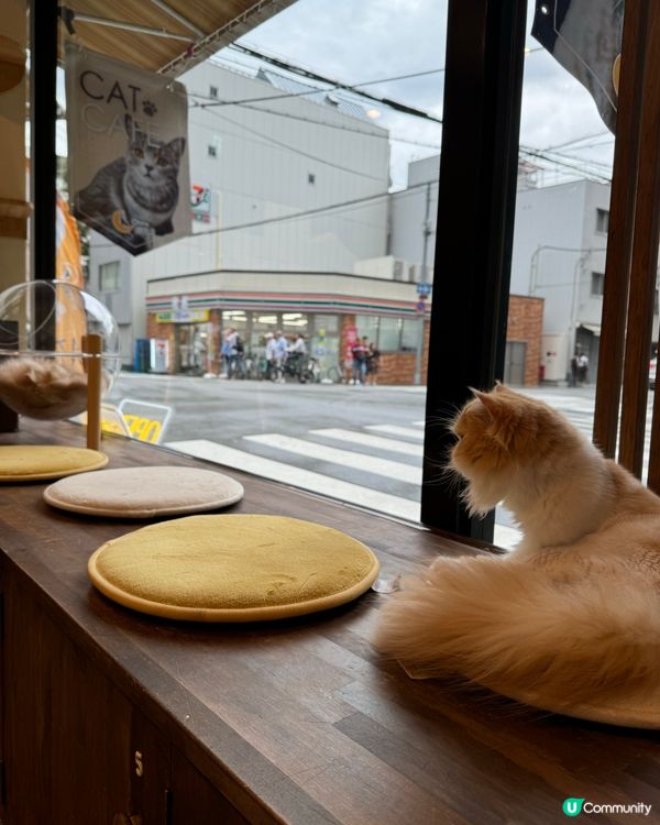 大阪三日月貓Cafe 
