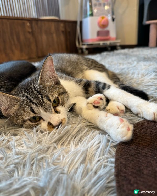 大阪三日月貓Cafe 