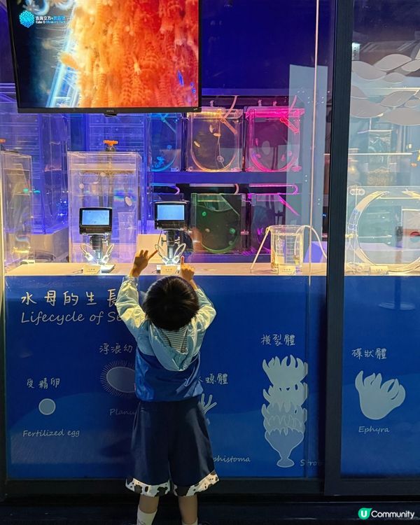 上次去完水母餐廳食嘢之後, Adrian一直對水母念念不忘❤...