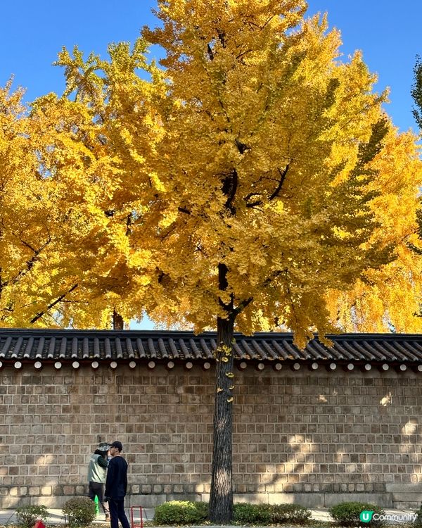 🇰🇷韓國首爾景福宮、光化門、德壽宮銀杏實況