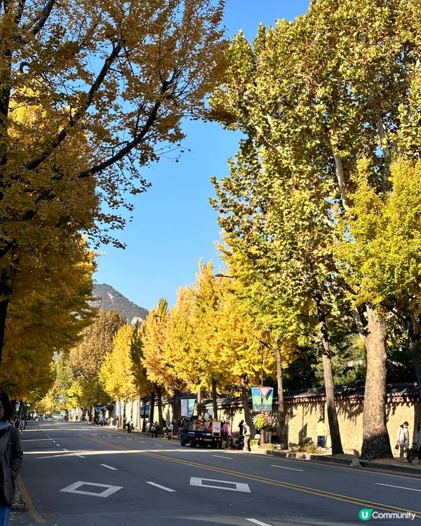 🇰🇷韓國首爾景福宮、光化門、德壽宮銀杏實況