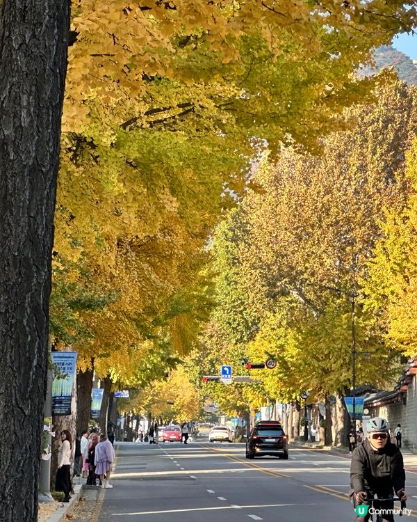 🇰🇷韓國首爾景福宮、光化門、德壽宮銀杏實況