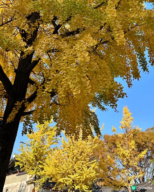 🇰🇷韓國首爾景福宮、光化門、德壽宮銀杏實況