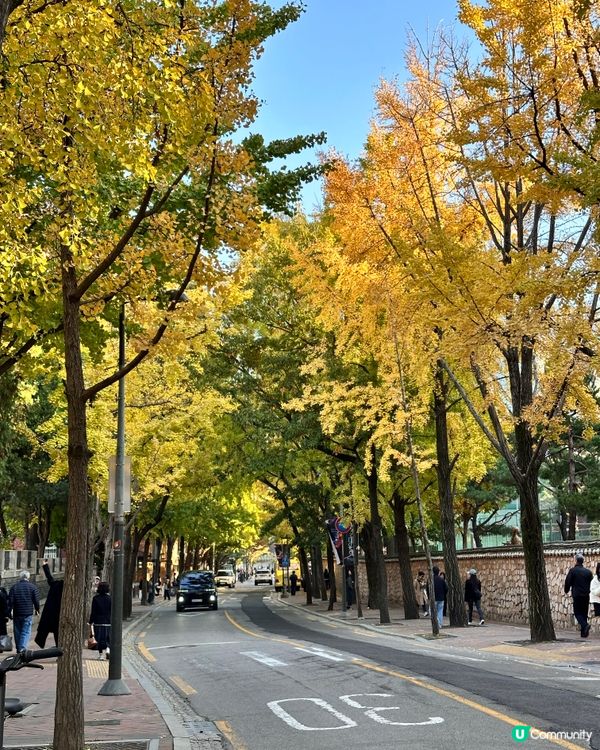 🇰🇷韓國首爾景福宮、光化門、德壽宮銀杏實況