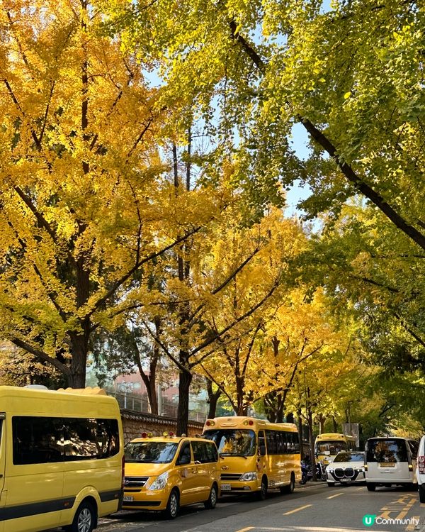 🇰🇷韓國首爾景福宮、光化門、德壽宮銀杏實況