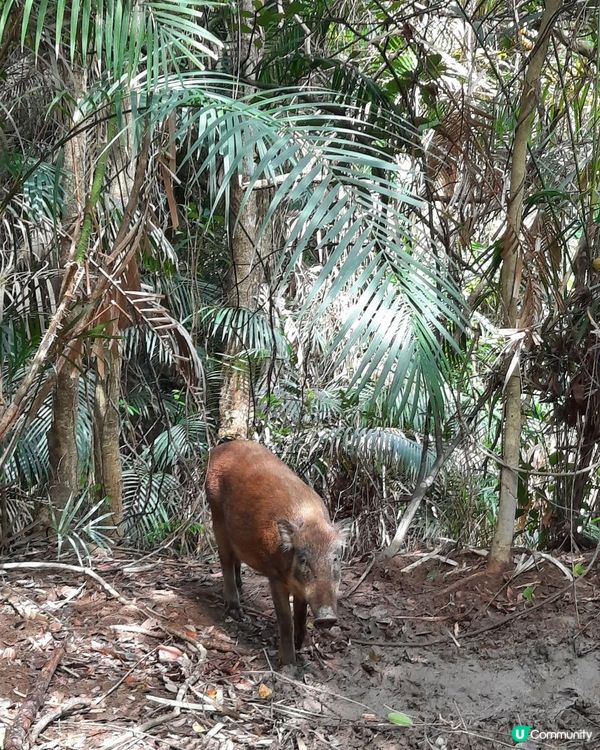 【太古至大潭道行山篇】三义洞、坑槽洞、蘑菇石/魚翅石/人面石