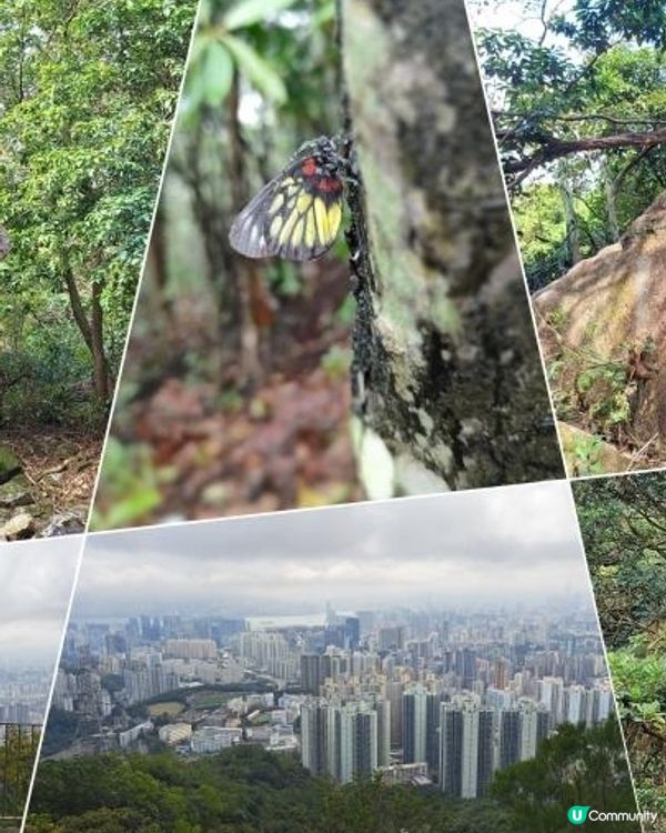 《彩虹站上山走一圈到黃大仙》空心樹、鯊魚石🦈、飛鵝山觀景台